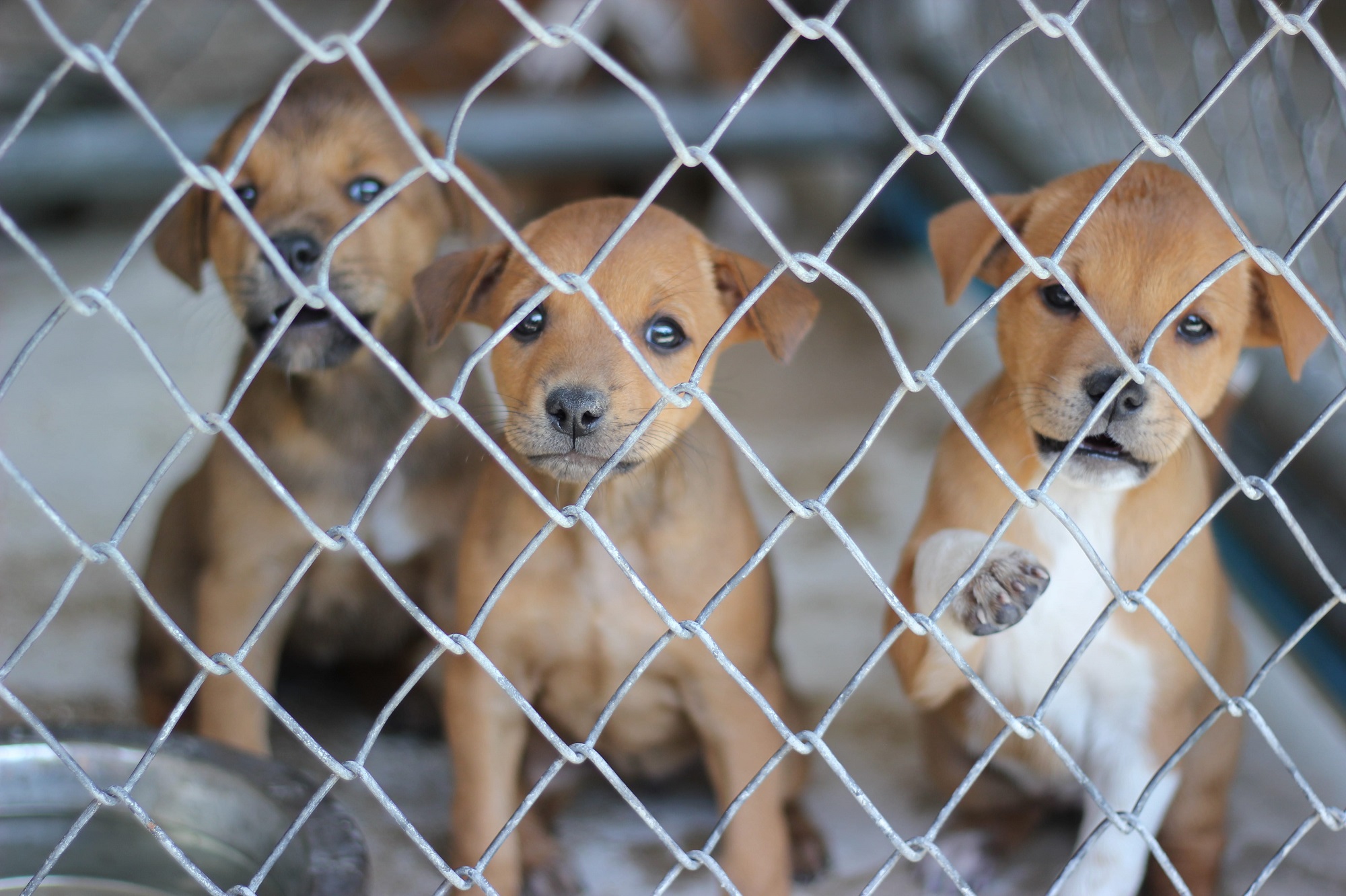 Image shows puppies at a shelter.
