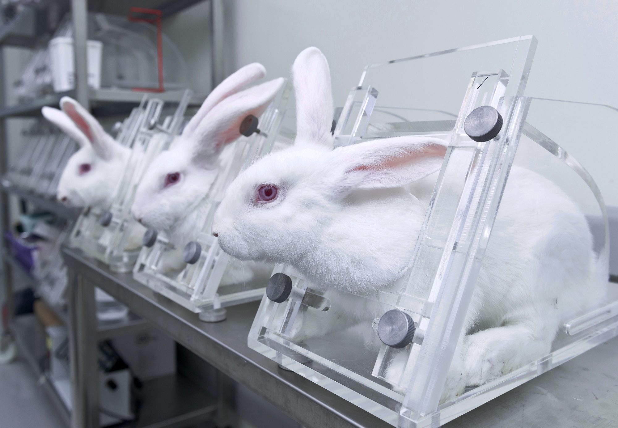 Image shows rabbits in lab