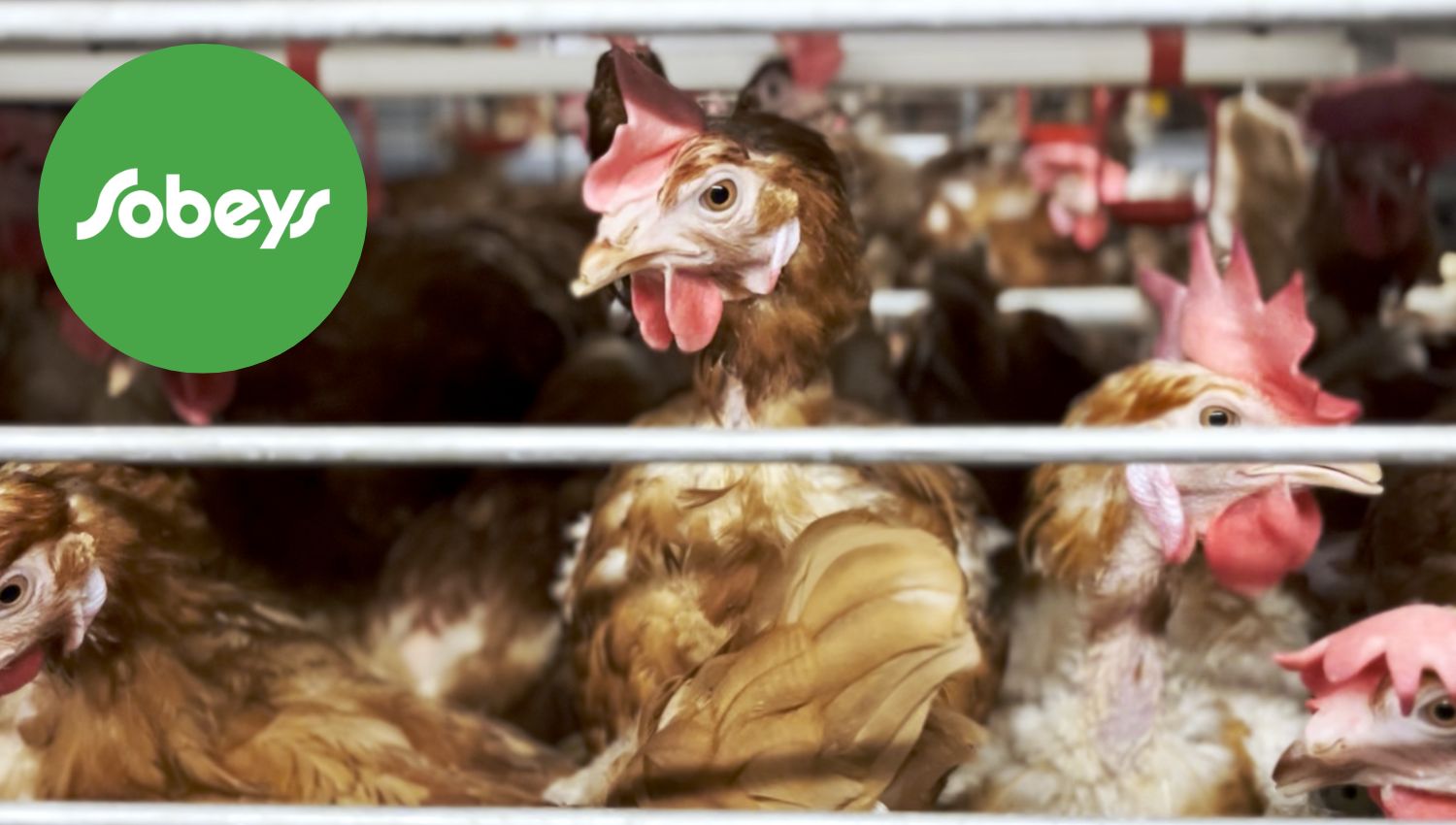 Hens in cages at Sobeys egg supplier
