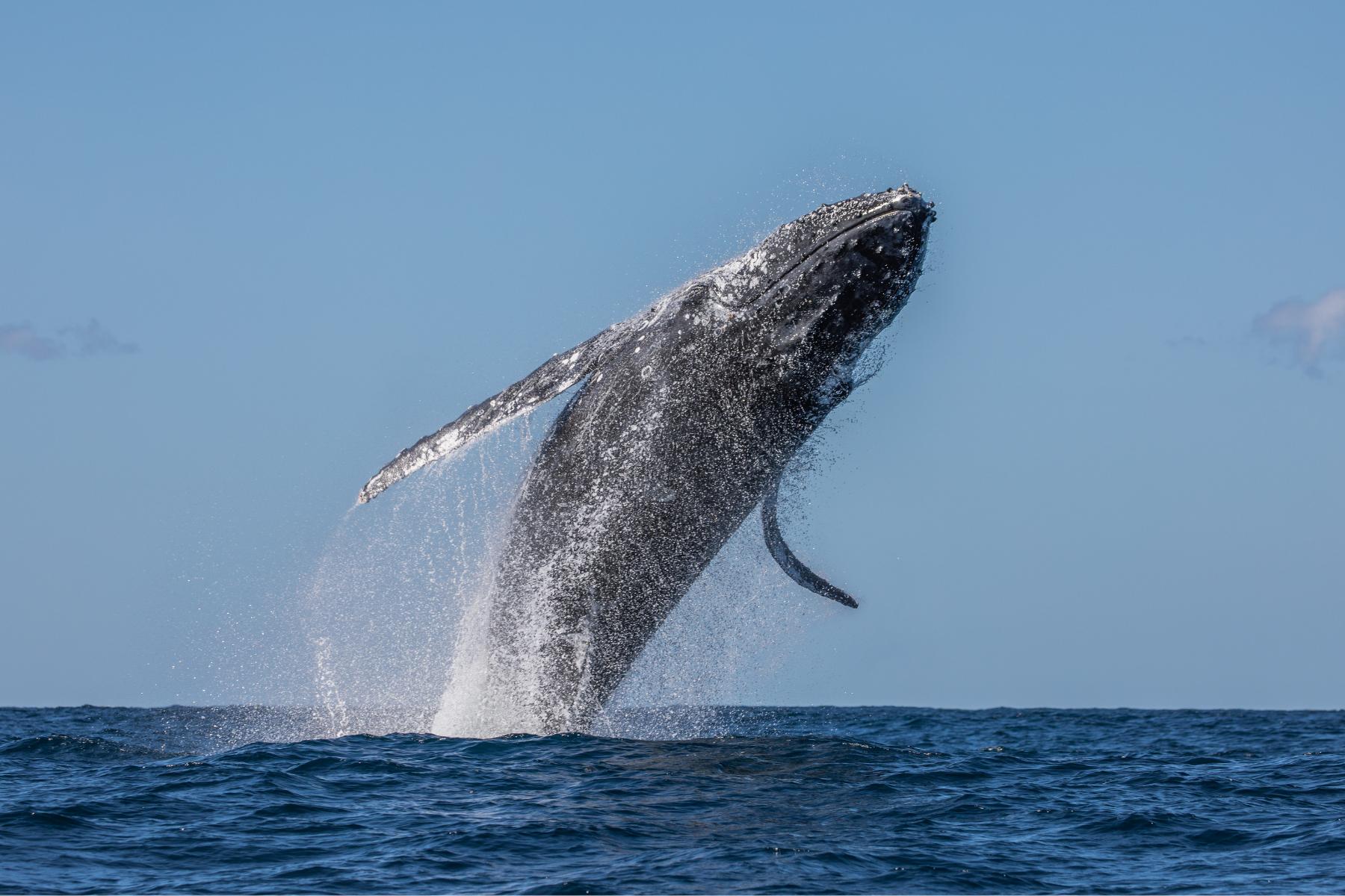 Description of photograph to highlight the work we’re doing at the Ocean Conservancy.