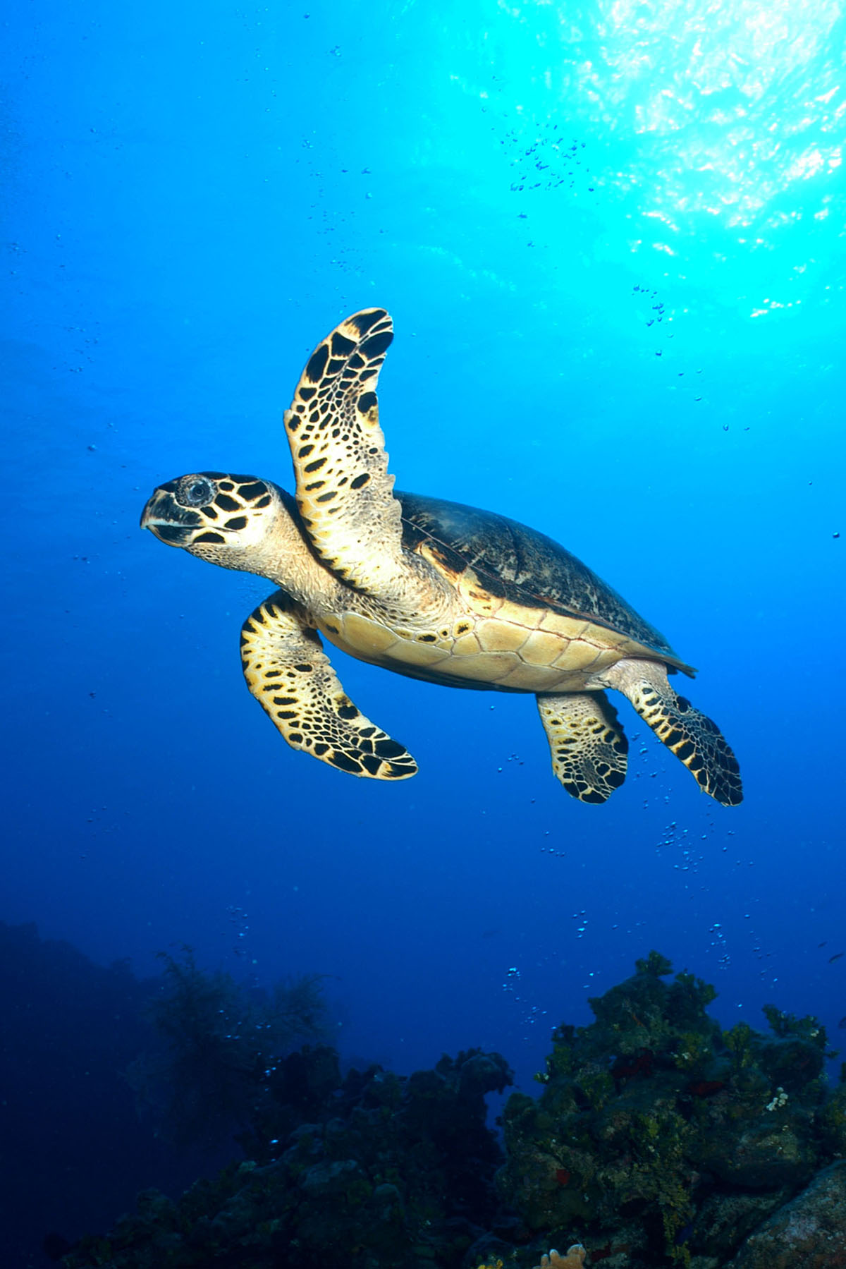 Save the Endangered Species Act | Ocean Conservancy