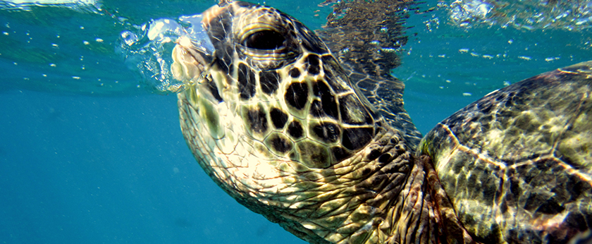 quiz-sea-turtle-fun-facts-ocean-conservancy