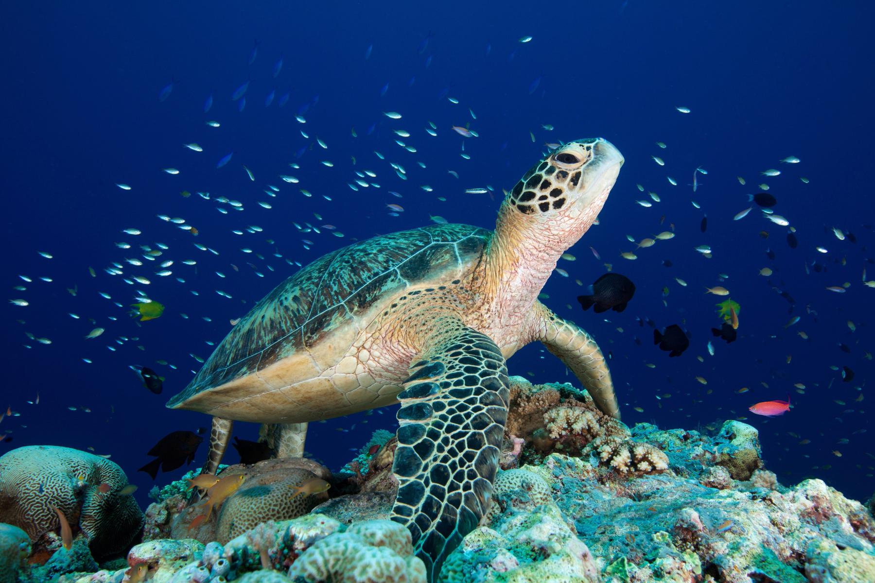 Sea turtle. Photo by Gregory Piper, Ocean Image Bank