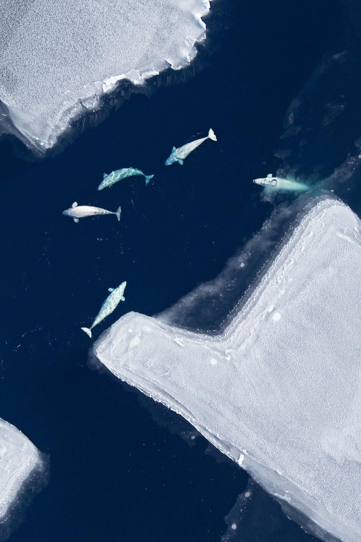 Beluga whales. ©Beaver (NSB)