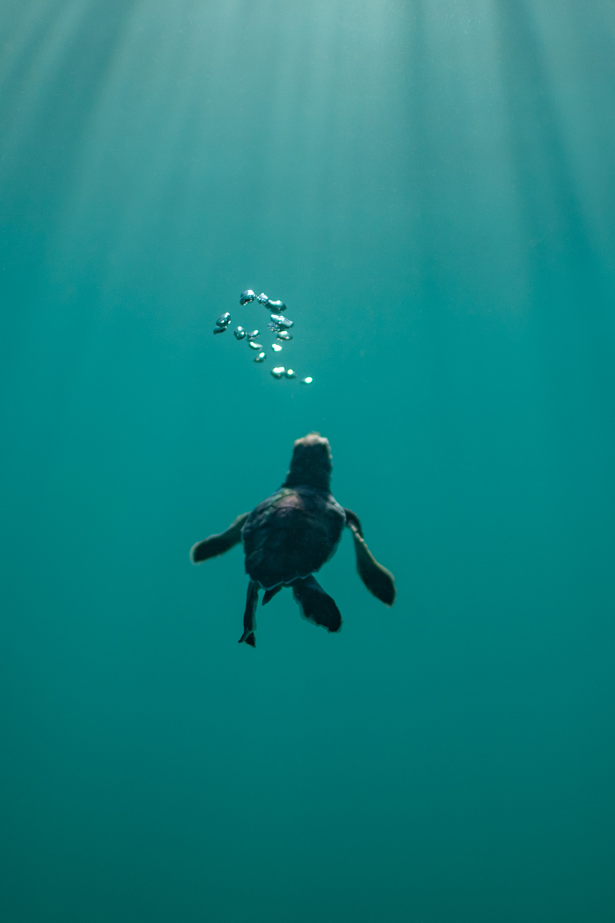 Description of photograph to highlight the work we’re doing at the Ocean Conservancy.