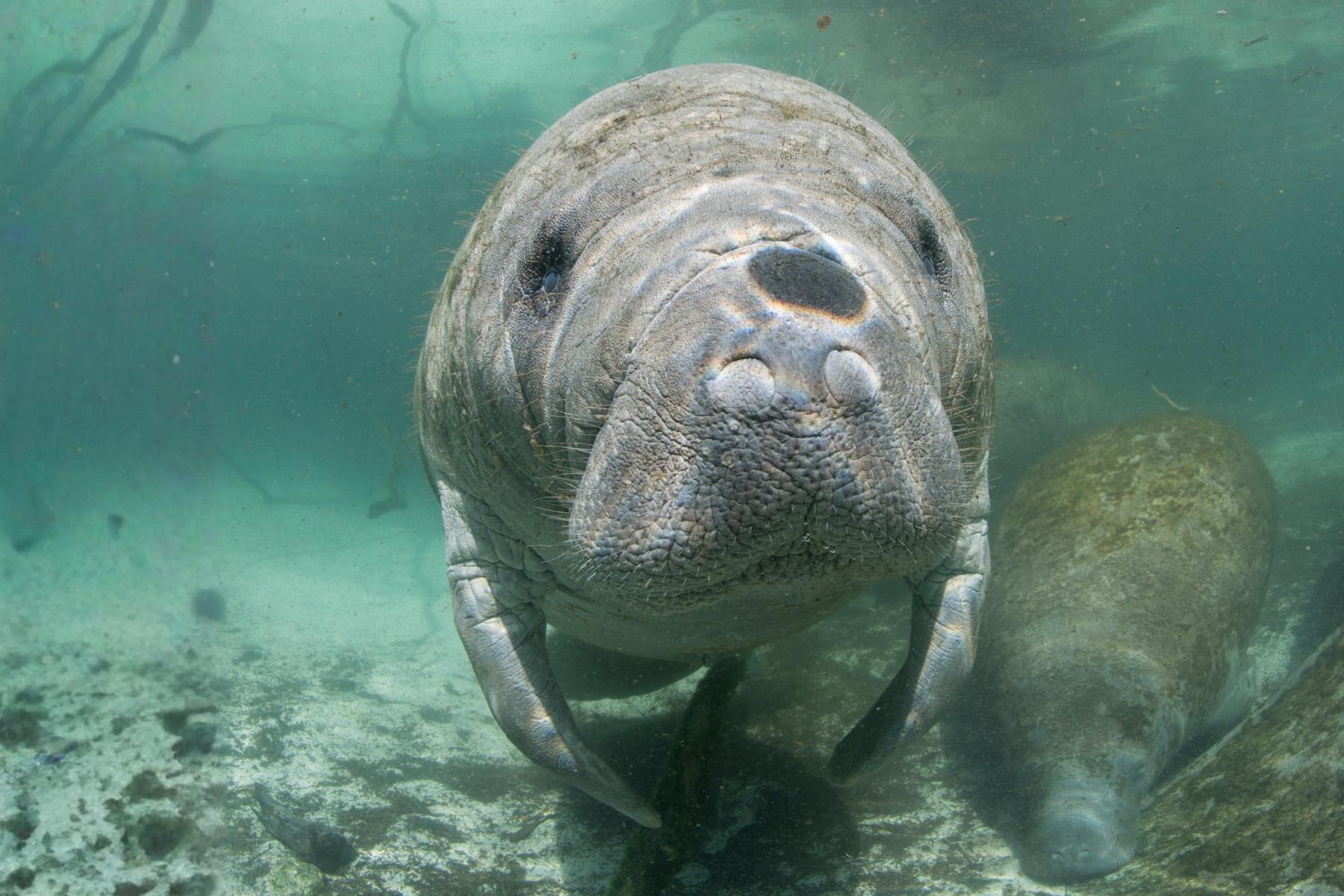 Manatee. Photo by Ellen Cuylaerts / Ocean Image Bank