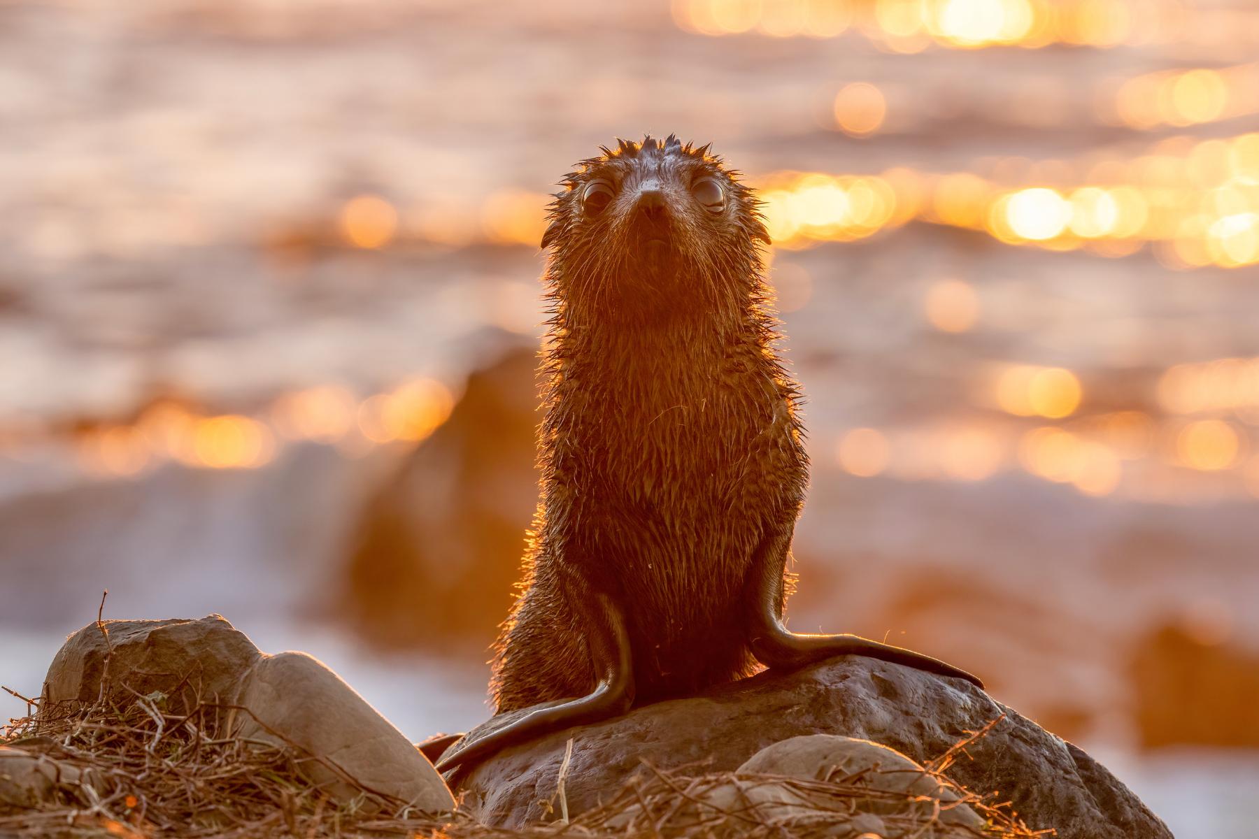 Description of photograph to highlight the work we’re doing at the Ocean Conservancy.