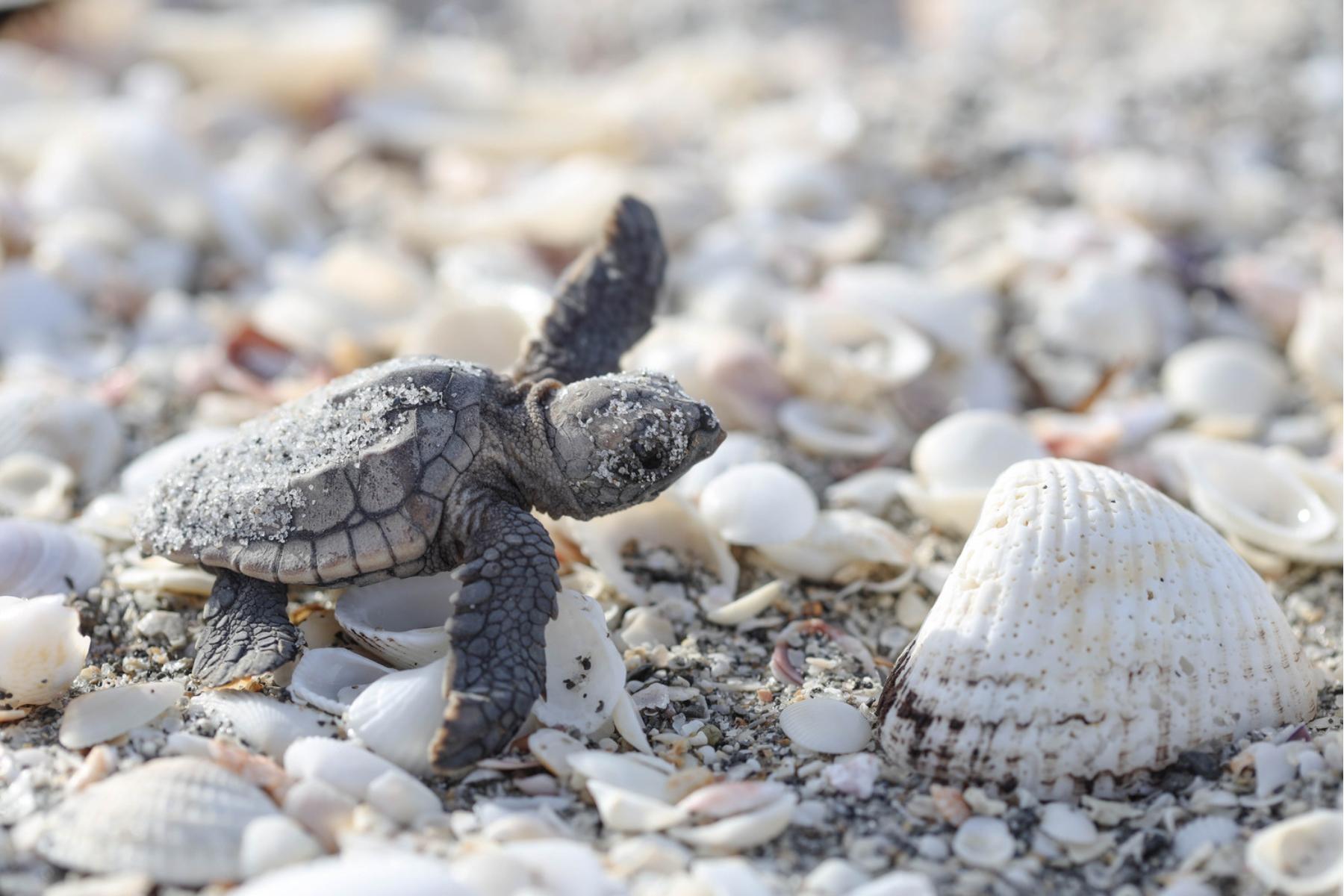 Sea turtle hatching on the beach.