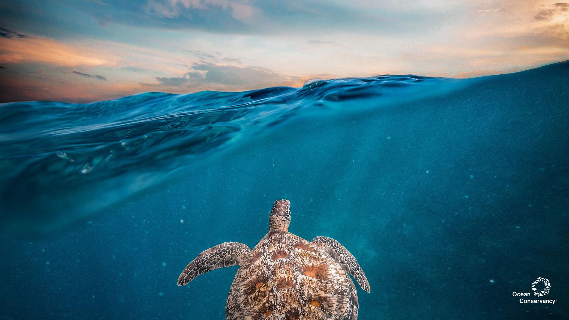 sea turtle wallpaper national geographic
