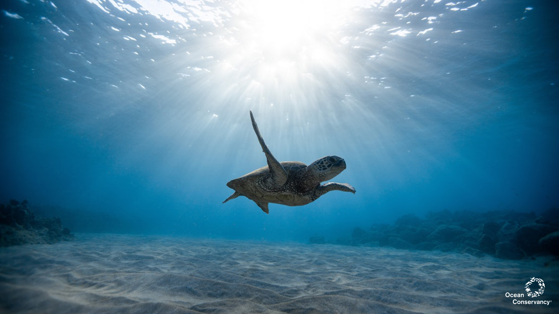 Ocean Conservancy Desktop Wallpaper Marine Conservation Background