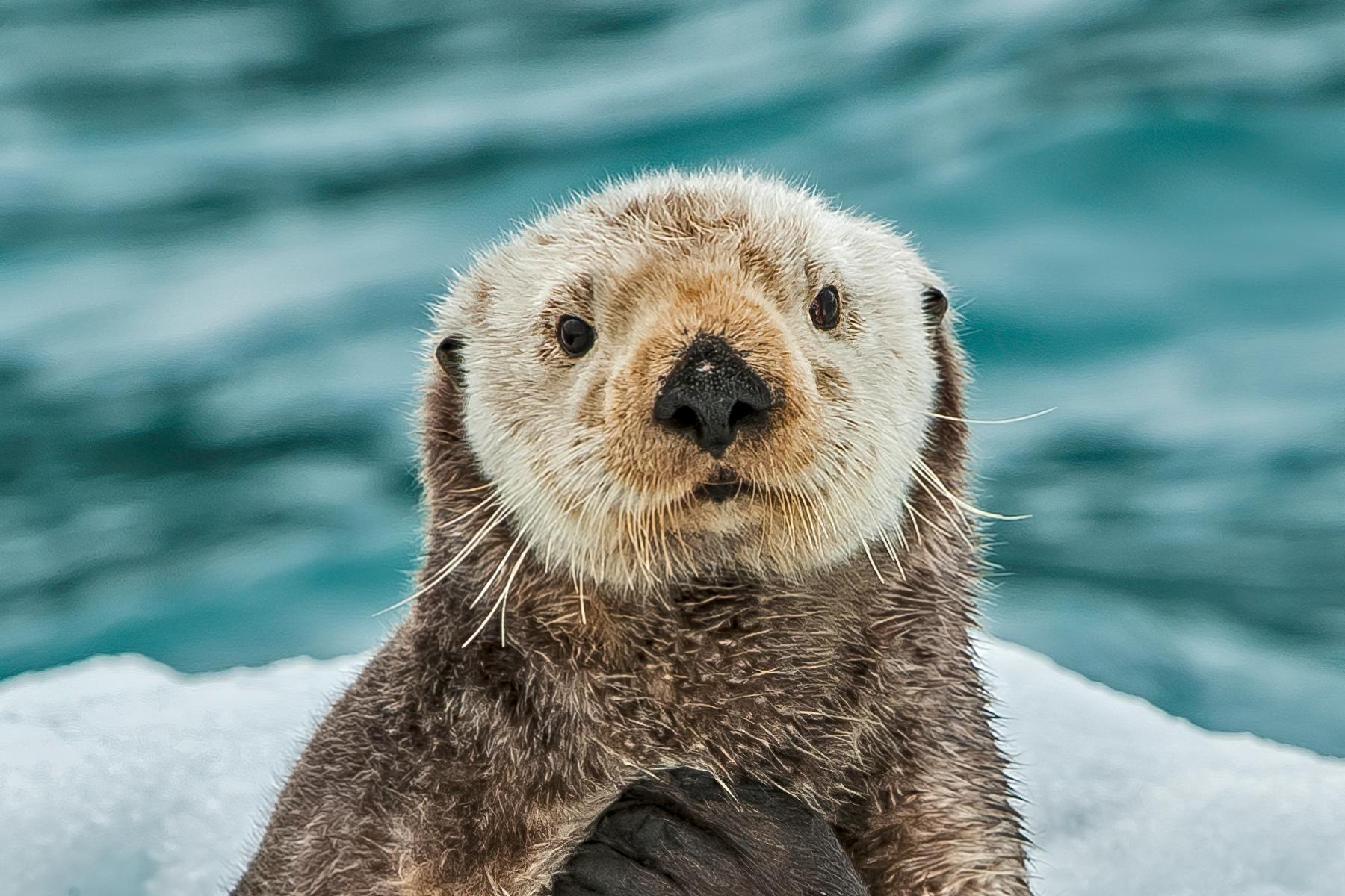 Description of photograph to highlight the work we’re doing at the Ocean Conservancy.