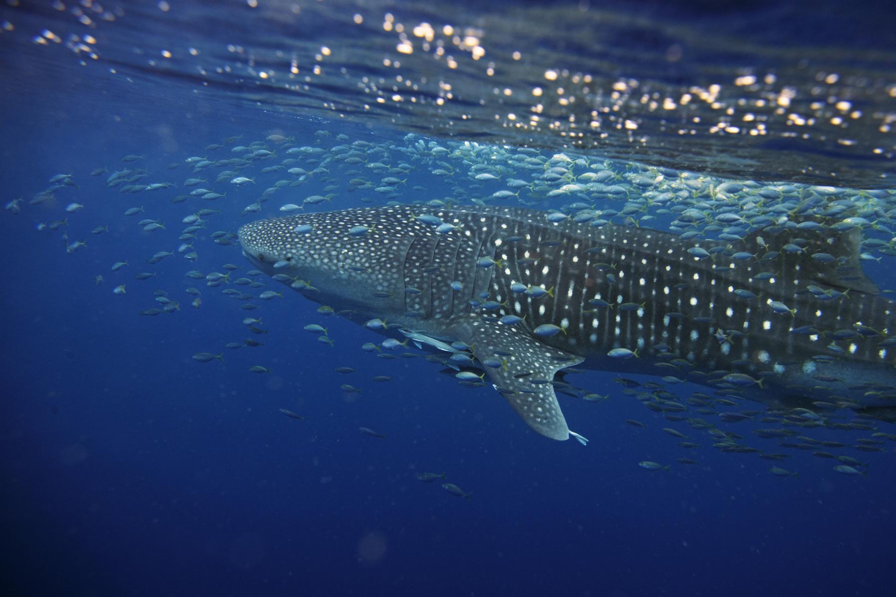 Description of photograph to highlight the work we’re doing at the Ocean Conservancy.