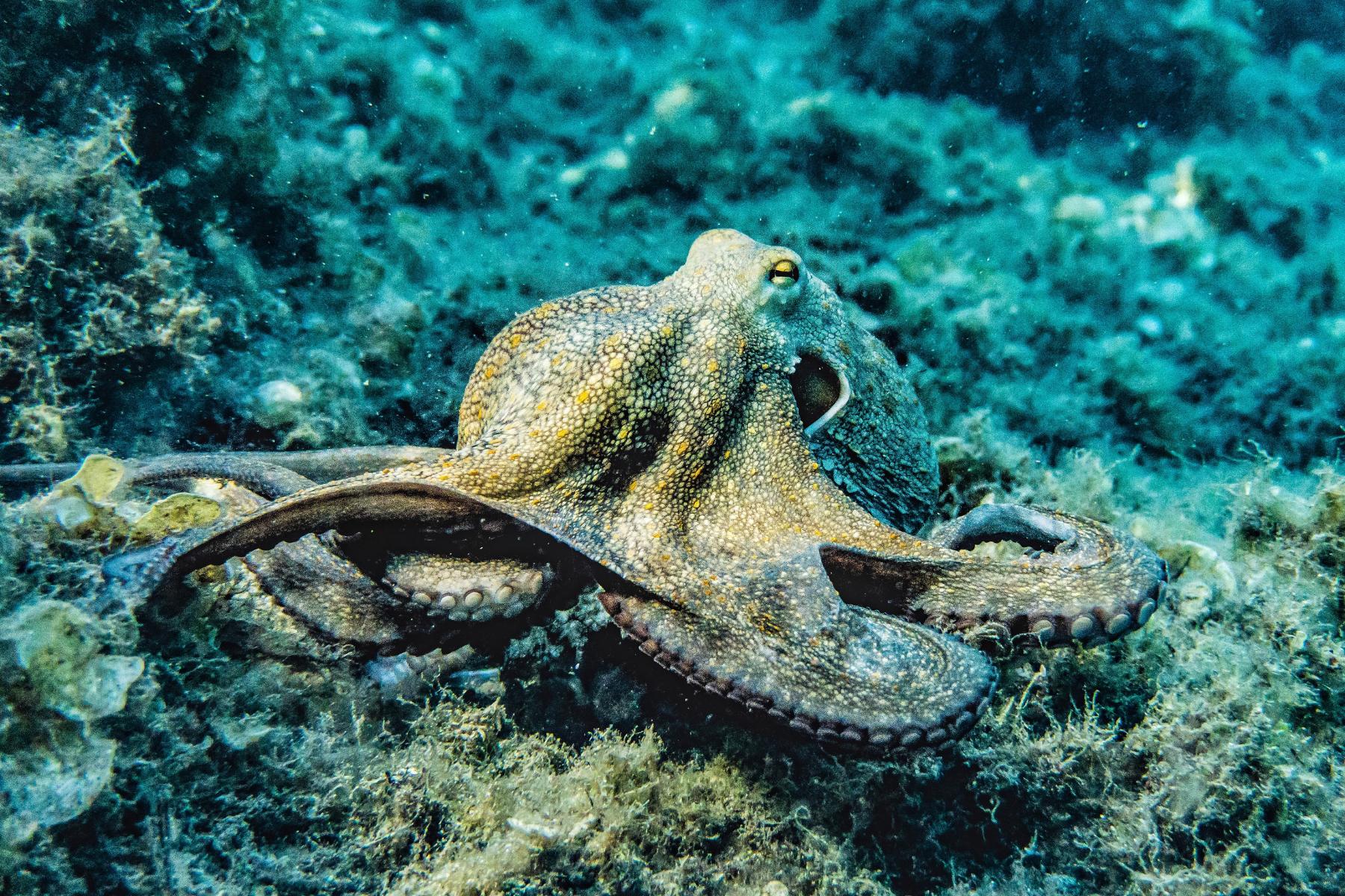 Description of photograph to highlight the work we’re doing at the Ocean Conservancy.