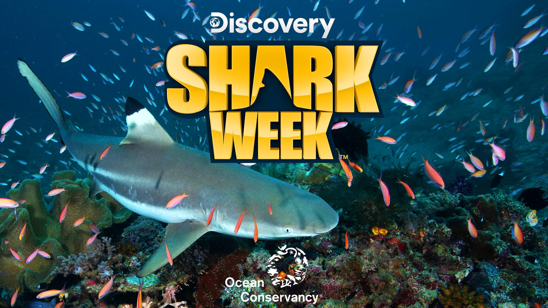 Shark swimming surrounded by a school of fish.