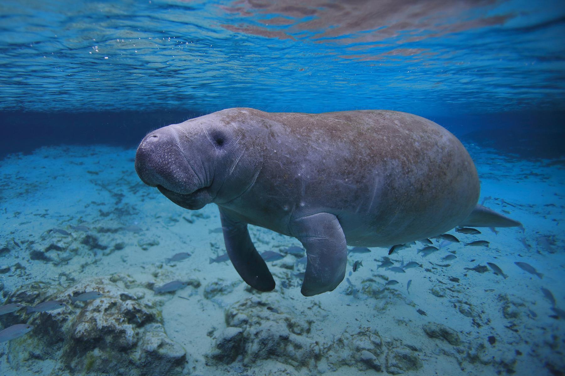 Description of photograph to highlight the work we’re doing at the Ocean Conservancy.