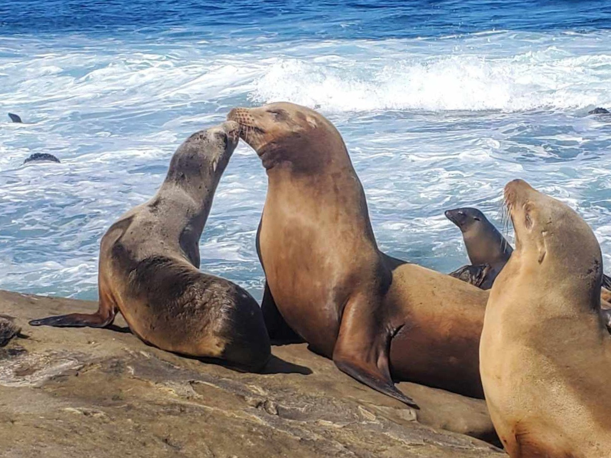 Description of photograph to highlight the work we’re doing at the Ocean Conservancy.