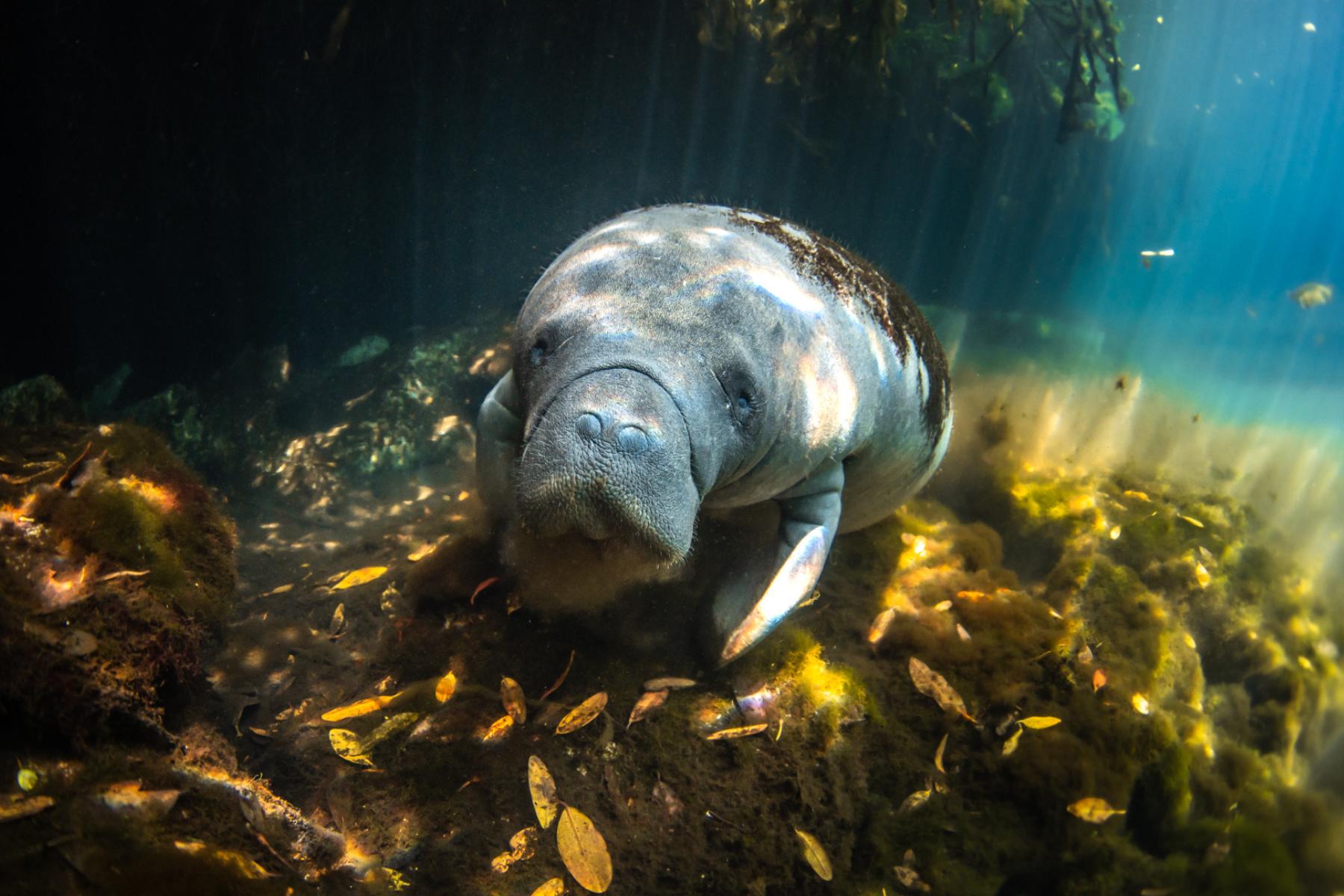 Manatee. Photo by Valentina Cucchiara, Ocean Image Bank