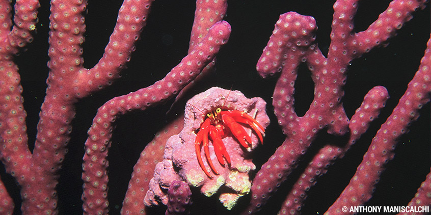 hello-crab-coral