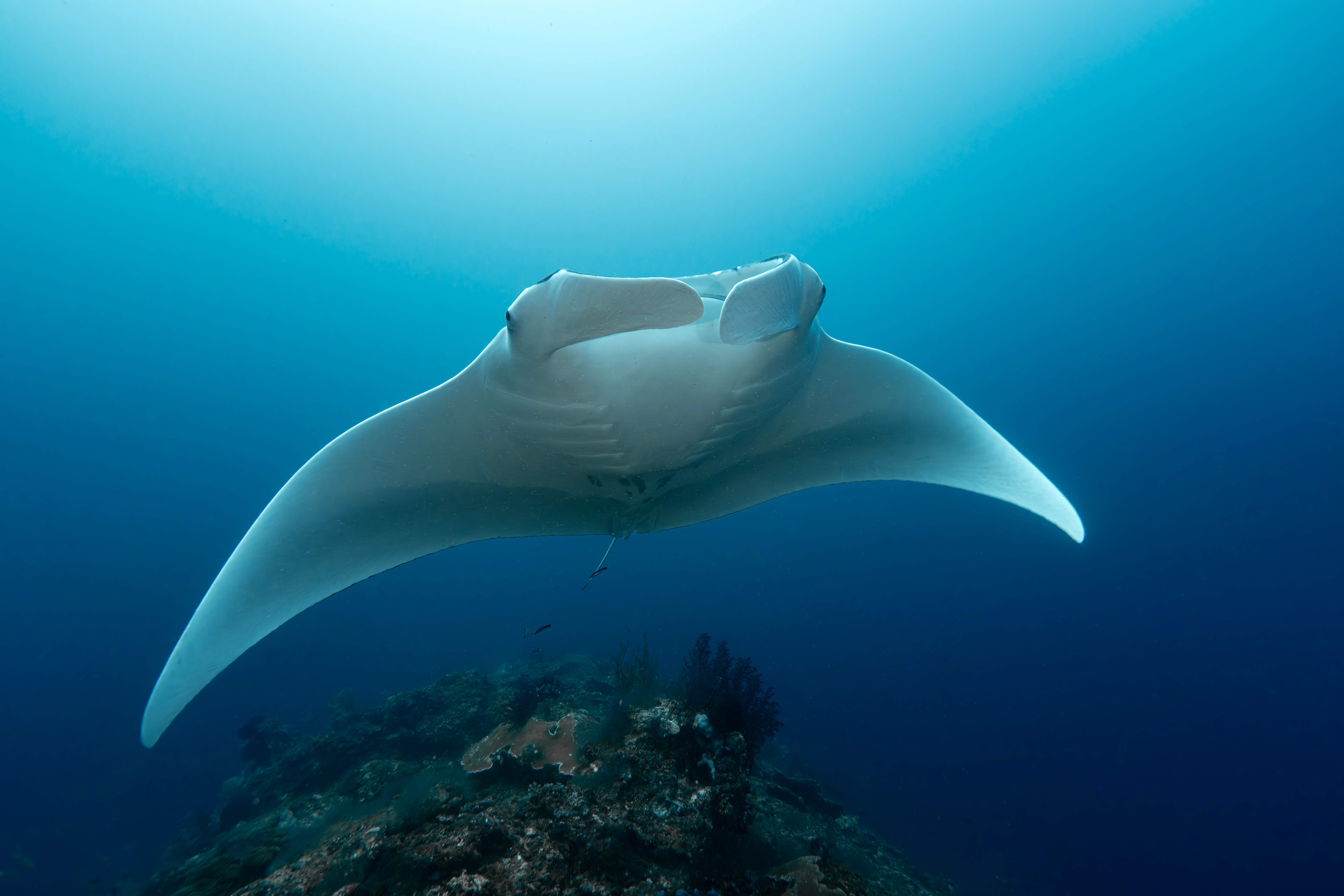 Description of photograph to highlight the work we’re doing at the Ocean Conservancy.