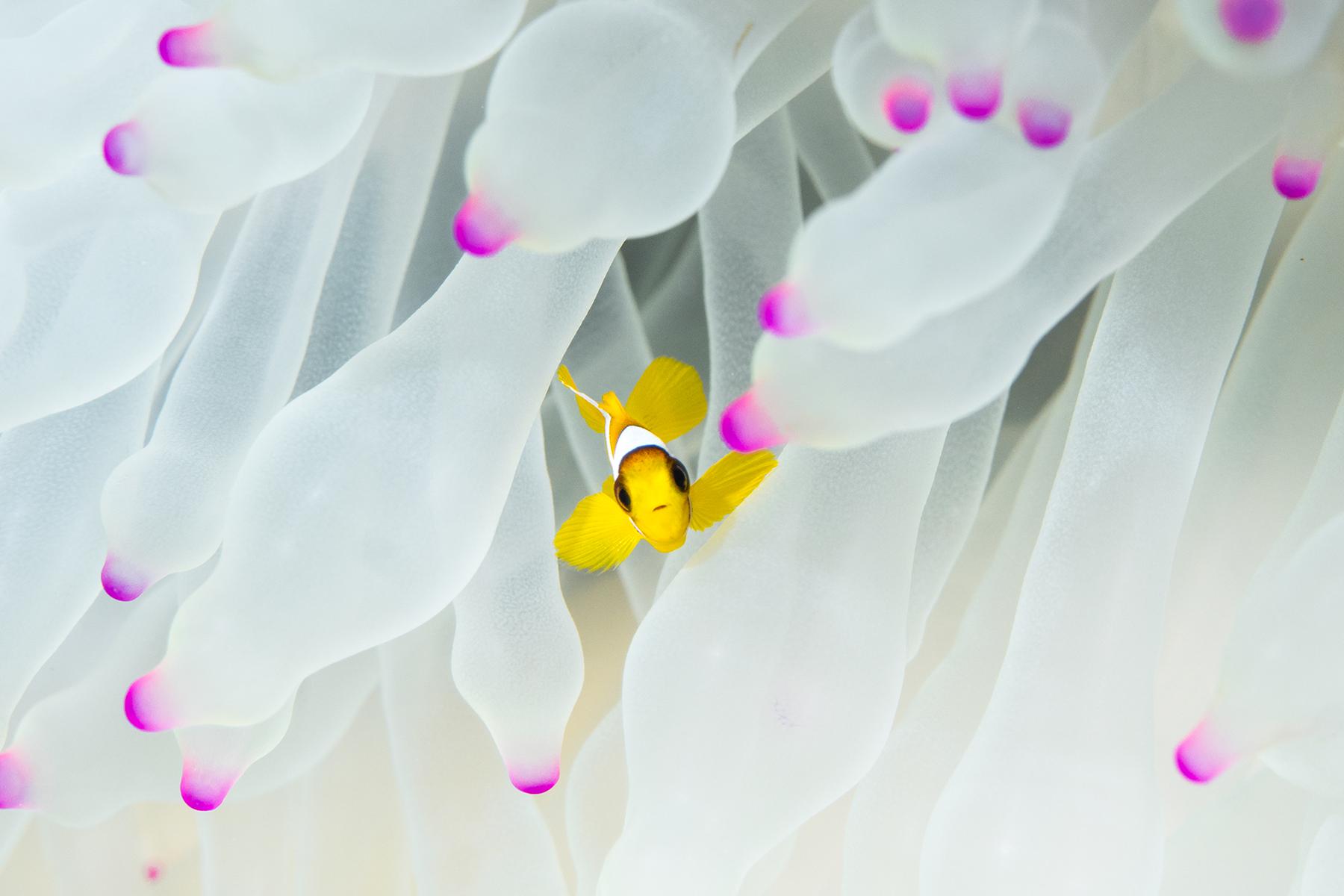 Description of photograph to highlight the work we’re doing at the Ocean Conservancy.