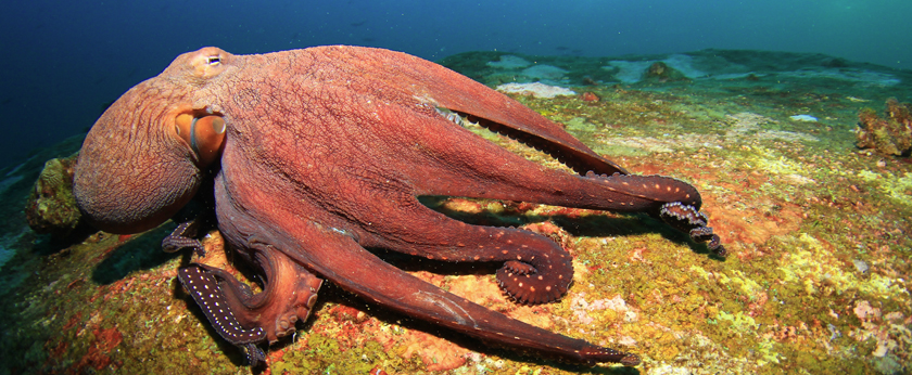 Protect Octopuses from Ocean Plastics | Ocean Conservancy