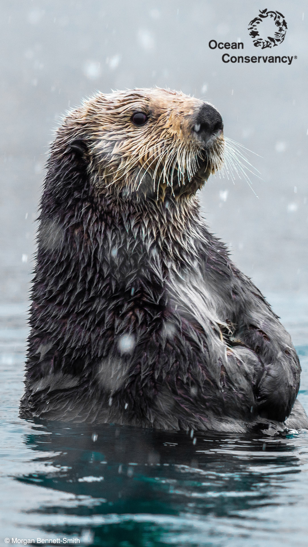 river otter wallpaper