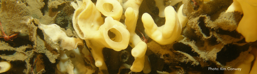 ID: White tube-like sponges underwater