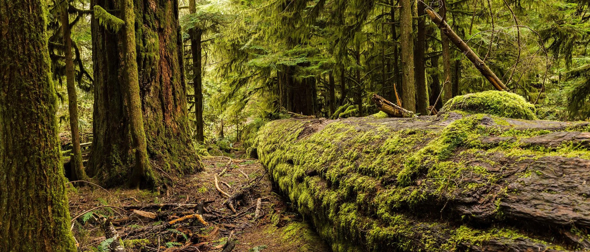 Forest with trees covered in moss