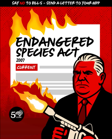 An illustration by Wildlands League of Premier Doug Ford with a torch to the Endangered Species Act. Text says “Say NO to Bill 5 – Send a letter to your MPP”.