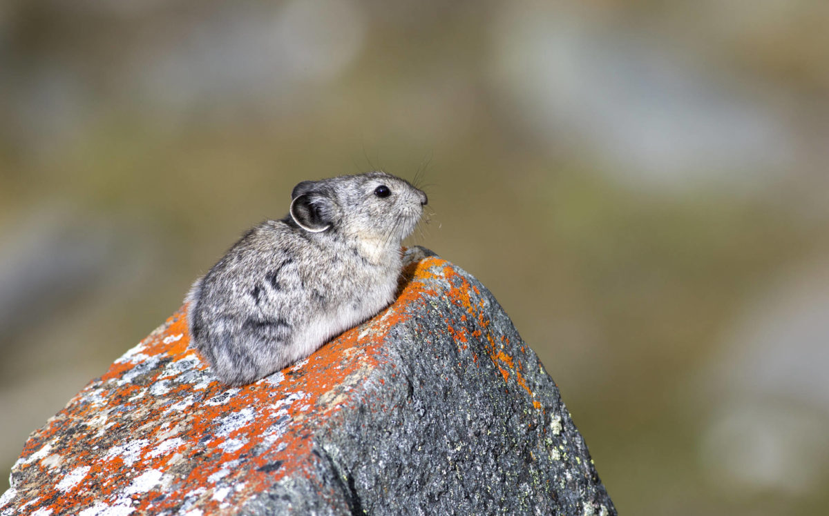 A pika, by Malkolm Boothroyd