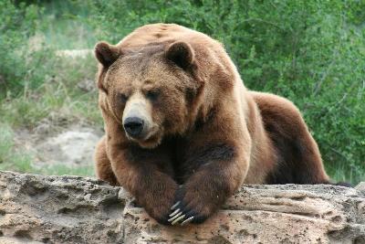 Grizzly_Bear__3_BC.jpg Grizzly_Bear__3_BC.jpg