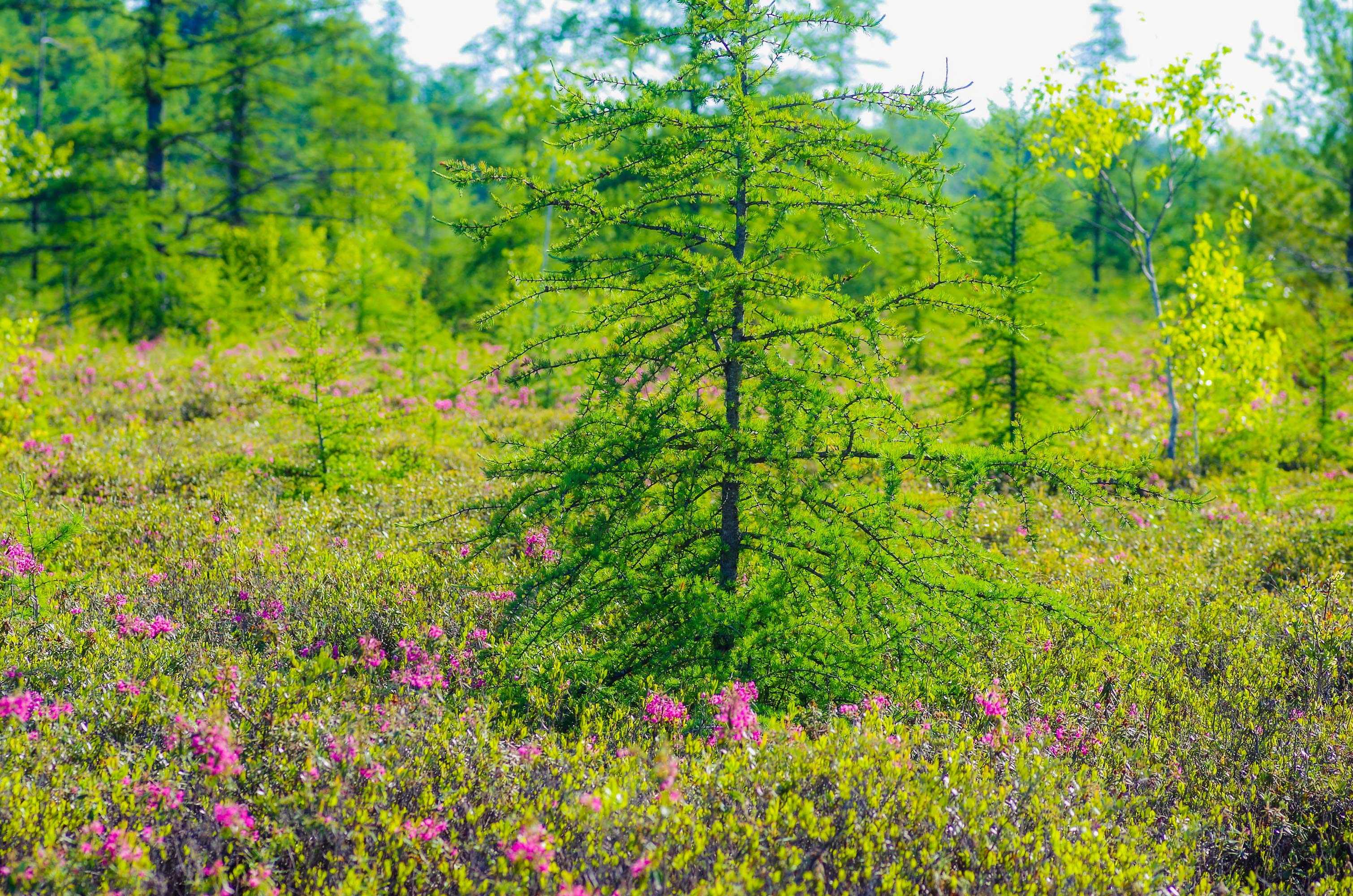 Forest with a carpet of pink flowers on the ground