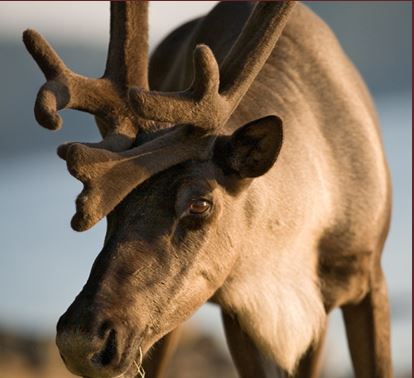 Little Smokey Caribou image.JPG Little Smokey Caribou image.JPG