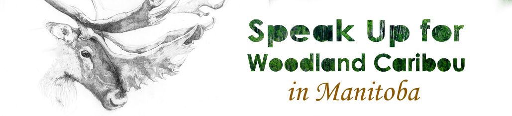 MB - Caribou - action page banner - EN.jpg MB - Caribou - action page banner - EN.jpg