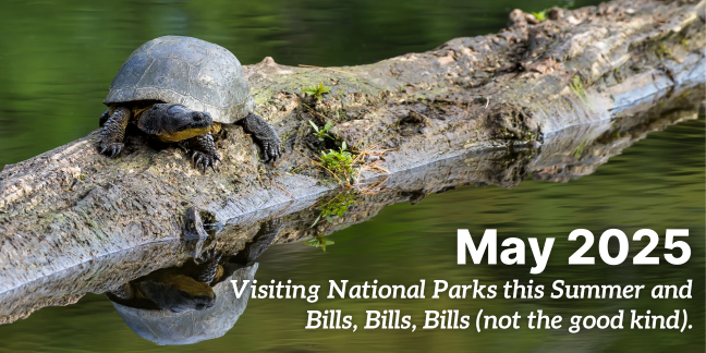 Endangered Blanding's Turtle basking on a log in a lake. Text says “May 2025. Bills, Bills, Bills...and not the good kind. Stand with us for endangered species.”