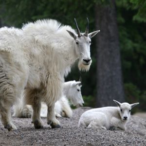 A mountain goat family relaxing on level ground.