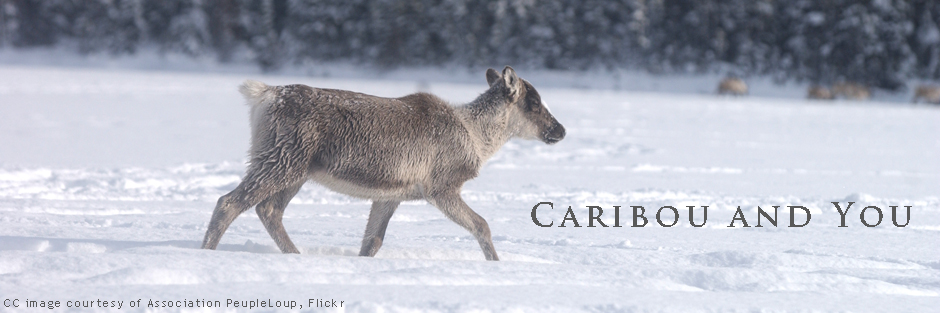 NTL_CPAWS_caribou_header_Dec2017.jpg NTL_CPAWS_caribou_header_Dec2017.jpg