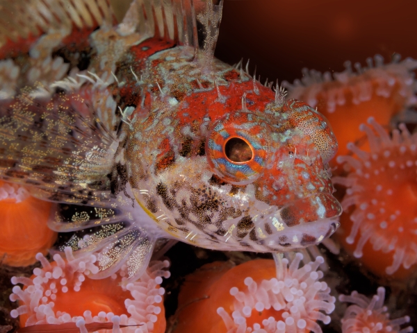 Scalyhead sculpin (Artedius harringtoni), a fish with red, blue and brown speckles, among sea anemones. 