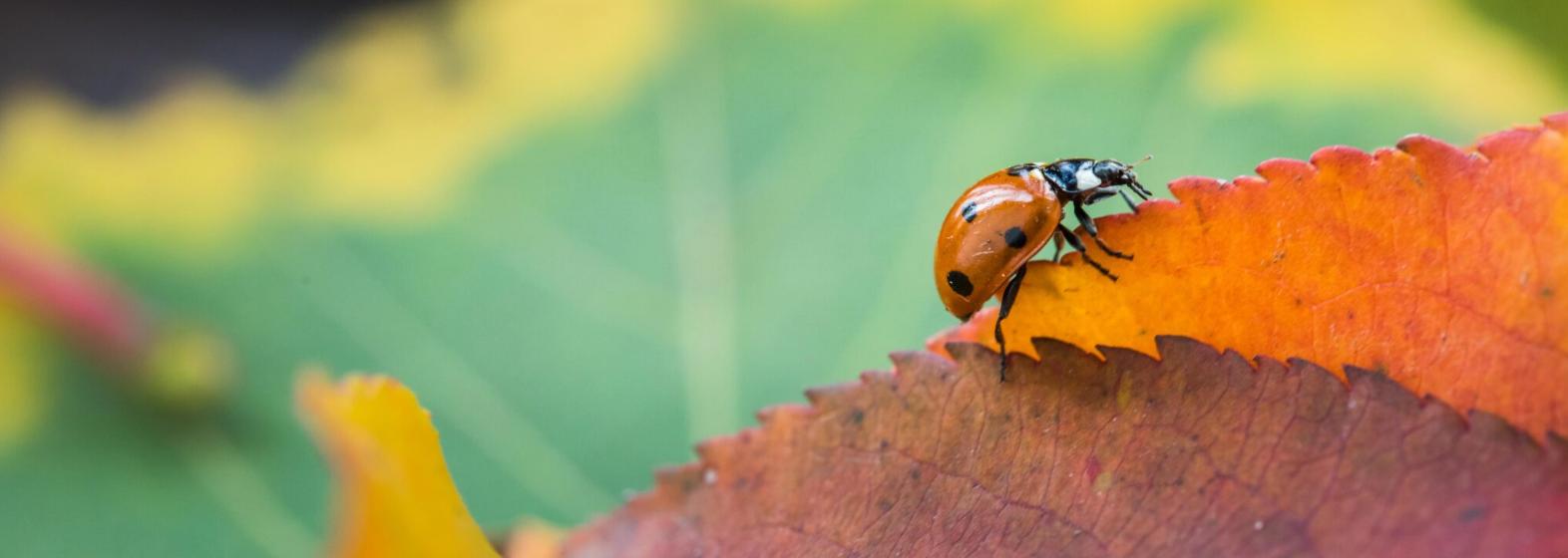 lady bug on a leaf