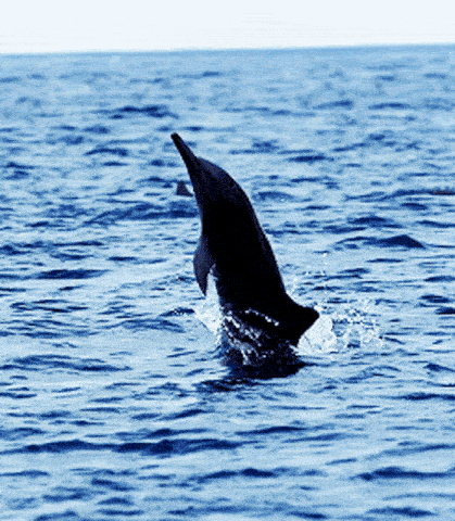 A gif of a bottlenose dolphin (Delphinus truncatus) leaping from the water.  