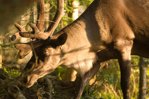 caribou3_ted-simonett.jpg caribou3_ted-simonett.jpg