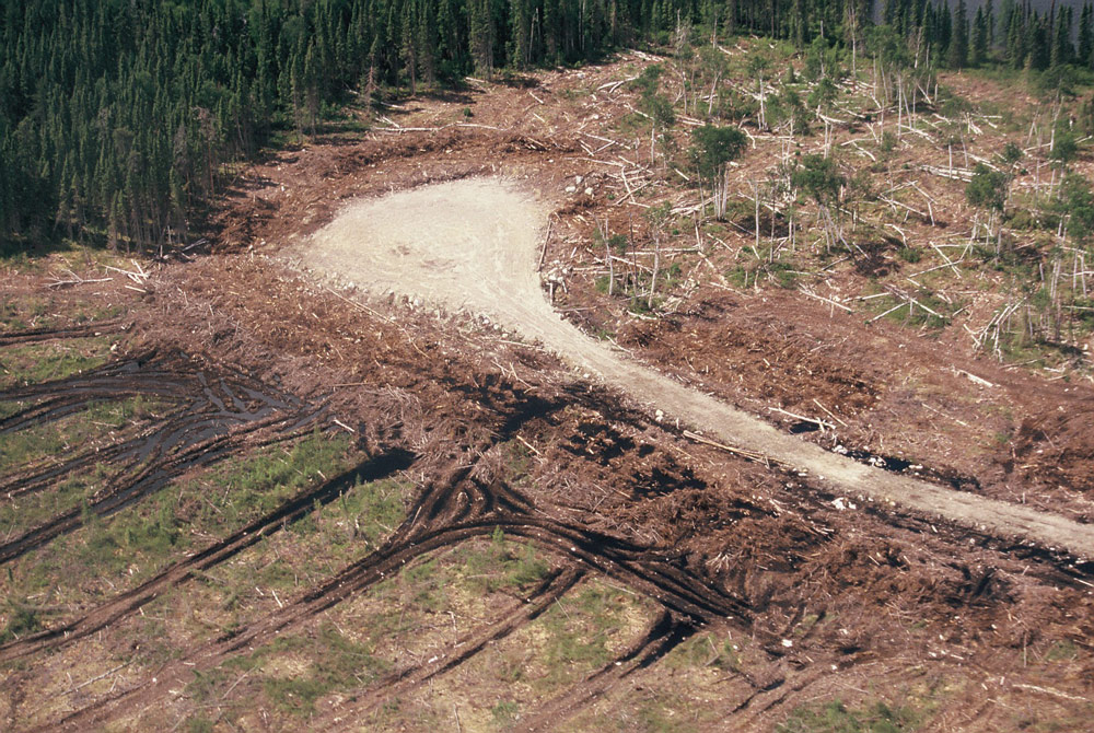 Aerial footage of deforestation