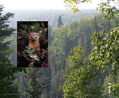 marten_and_forest2.jpg marten_and_forest2.jpg