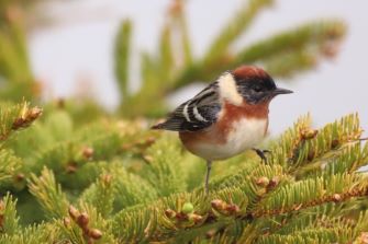 A Bay-breasted Warbler sitting on a spruce tree branch.