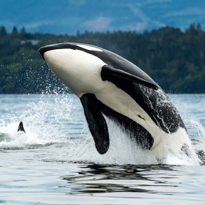Two orca whales leaping out of the water in perfect synchronicity. 