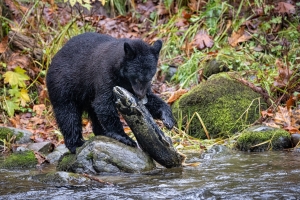 A black bear pulling a large fish out of the water.