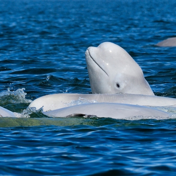 A pod of beluga whales. One has his/her head raised from the water to look around.