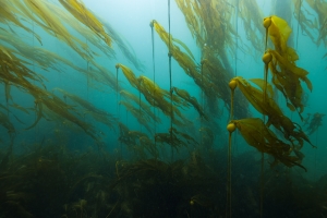 Sea kelp flowing in a current in the ocean.