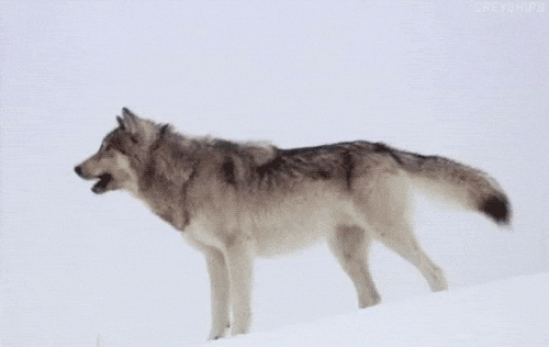 A wolf howling enthusiastically.