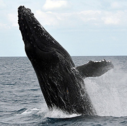Add your name now to help keep humpback whales from going hungry.